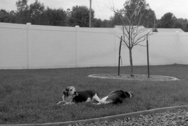 Beagles in Back Yard