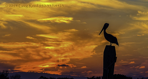 ocracokeisland pelican waterfowl bird sunset orange yellow obx outer banks northcarolina island
