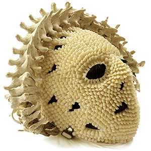 Designboom, Art.Darwinian Voodoo dons collection of ceremonial attire with thousands of teeth.