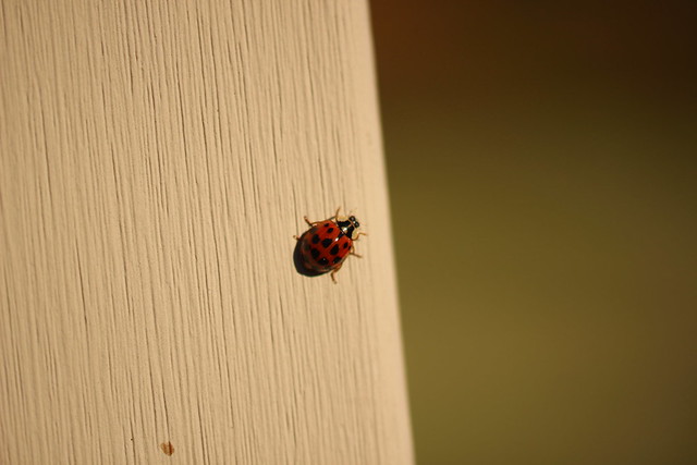 oval shaped, red beetle with black spots and a black head on beige wood post