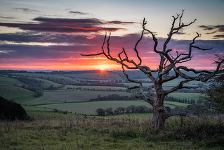 Sunset at the old dead tree