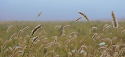 grass dew fog landscape davidsonsmillpondpark pastel nature southbrunswick newjersey unitedstates