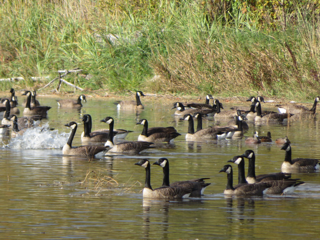 Canada Geese  "Coming to a city near you"