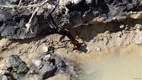 zeesstof vacation photoshoot texas northtexas countryside park statepark lakearrowheadstatepark insect wasp blackandyellowmuddauber sceliphroncaementarium