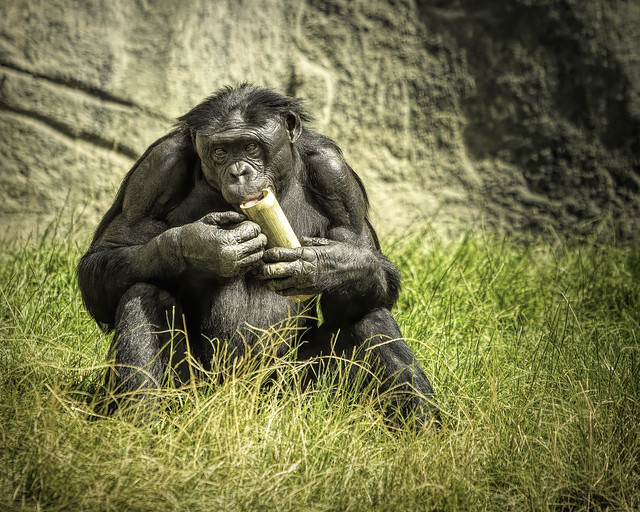 2020-10-October-193-Chimpanzee Sitting Around-3