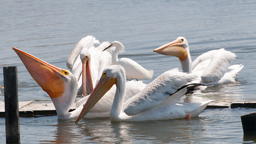 bird animal white egret mountainview baylands pelican