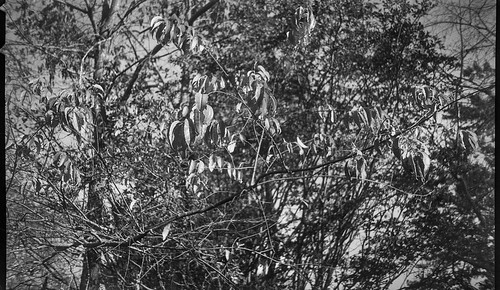 lookingup canopy leaves speckledlight earlyevening asheville northcarolina kodakbantam 828filmcamera 35mmfilm respooled analog aristaedu200 moerschecofilmdeveloper blackandwhite monochrome monochromatic landscape