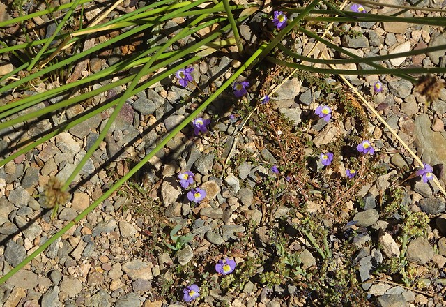 Copley in the Flinders Ranges. Pretty violet coloured and shaped little flowers among the rocks beside the old coal mines retention dam.