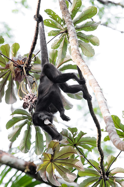 Ecuadorian Mantled Howler Monkey / Mono Aullador Ecuatoriano