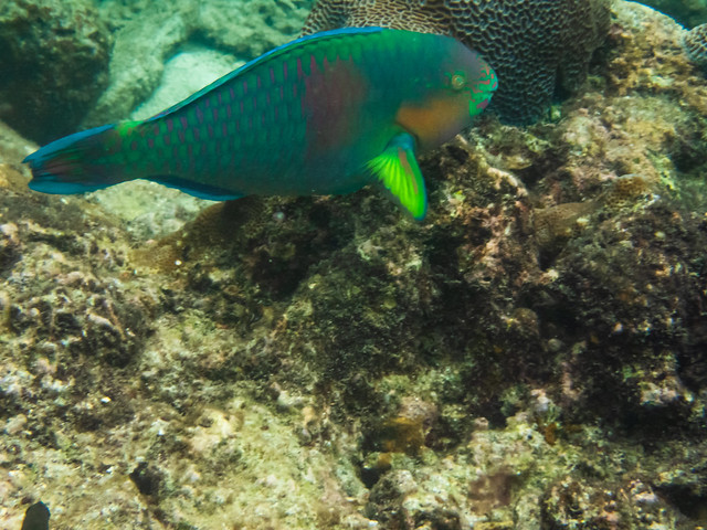 Scarus rivulatus - Surf Parrotfish. Turtle Beach. Pulau Perhentian