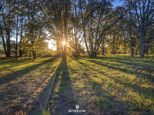 sunrise shadows oaktrees landscape willamettevalley oregon iphone champoeg statepark