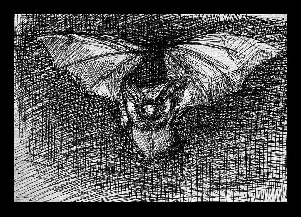 We have long eared bats flying over the garden this year. Ballpoint pin sketch, by jmsw, on recycled card. Only on this site, just for Fun.