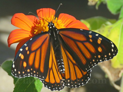 monarch 6