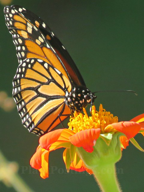 monarch 3