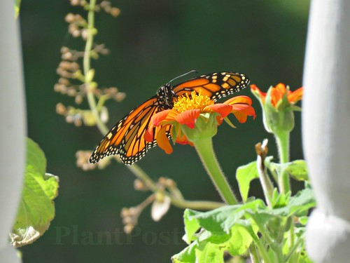 monarch 1