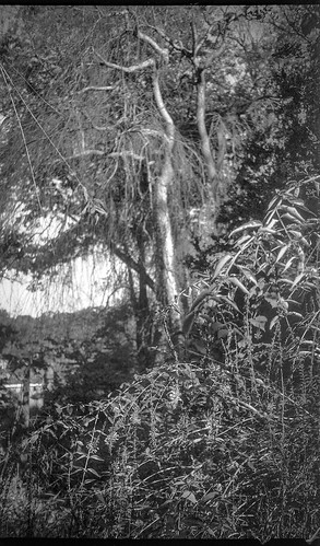 landscape trees underbrush asheville northcarolina kodakbantam folder 828filmcamera 35mmfilm aristaedu200 moerschecofilmdeveloper film analog blackandwhite monochrome monochromatic