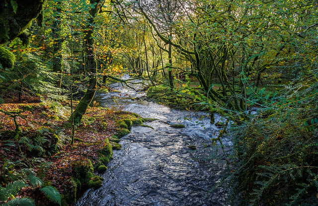 River Meavy in autumn - NK2_4891-2