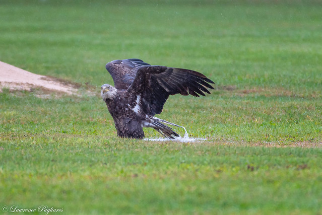 Gull killer - Sub-adult bald eagle - Miller Field, Staten Island, New York