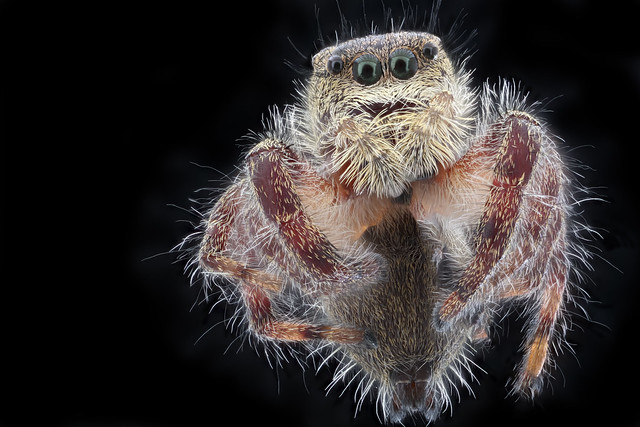 flyig spider, Beltsville, face_2020-10-16-17.49.11 ZS PMax UDR