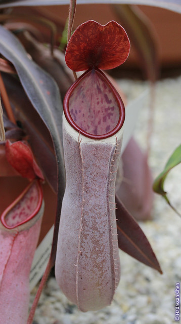 Nepenthes albomarginata, red pitcher (leaf) form