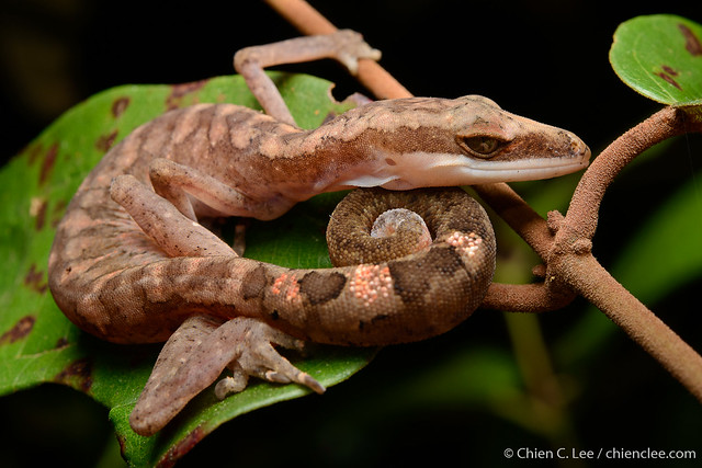 Cat Gecko (Aeluroscalabotes sp.)
