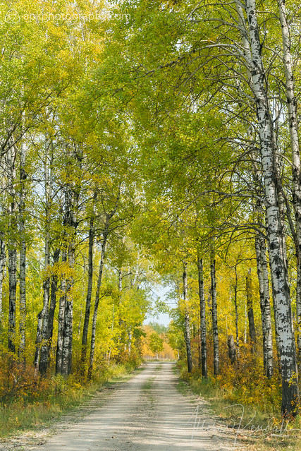 Early autumn forest road, Manitoba, Canada