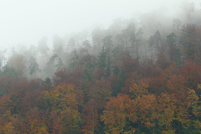 Herbstwald & Herbstwetter