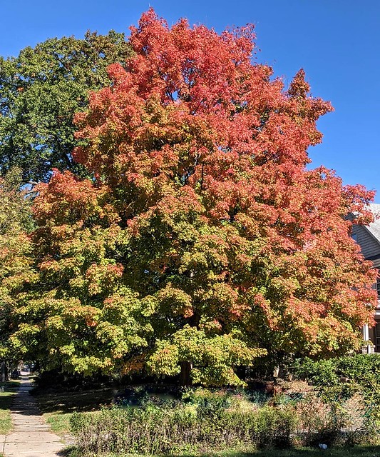 My favorite tree (not mine sadly). #autumnvibes🍁 #autumn #fallfoliage #treesofinstagram #vibrant #saturdaymorning #ipulledoverforthis