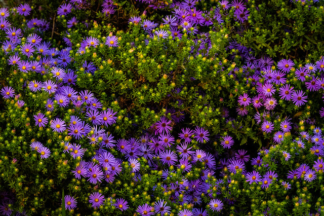 2020 Visions 10.11 ~ Purple Asters