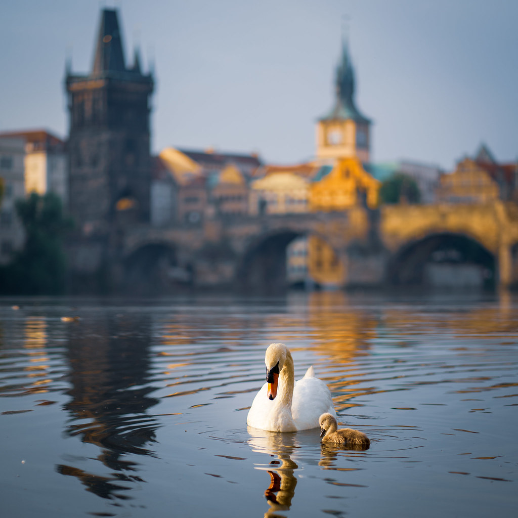Swans in front of Charles Bridge, Prague