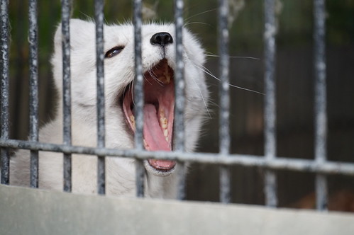Yawning Arctic Fox