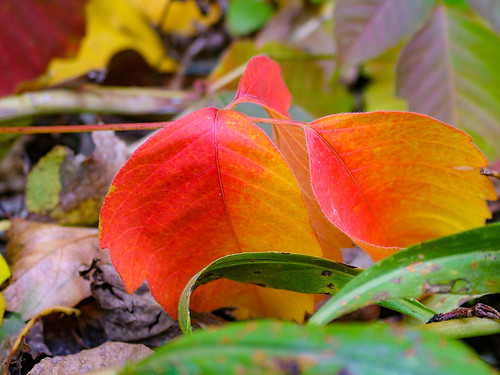 Autumn Colors | Autumn Colors Tamarac Nature Center Woodbury… | Flickr