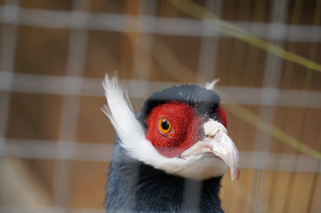 Blue-Eared Pheasant