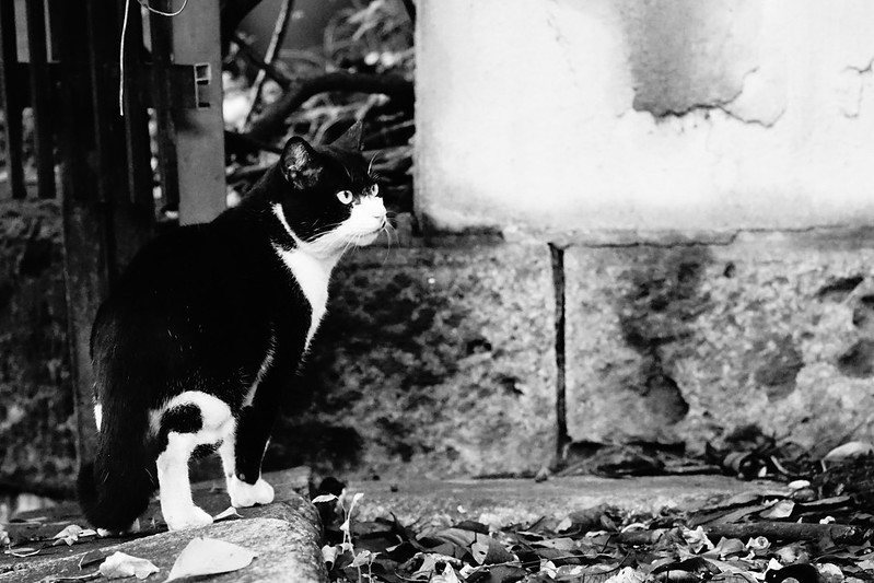 005Sony α7Ⅱ+TAMRON 28 200mm f2 8 5 6 RXD南池袋法明寺の猫 黒白