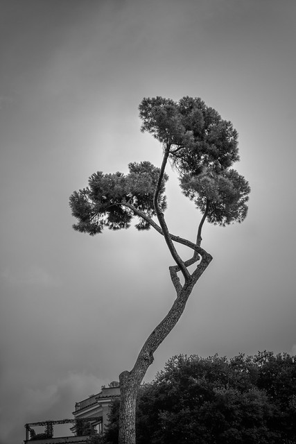 Pinus Pinea, Rome