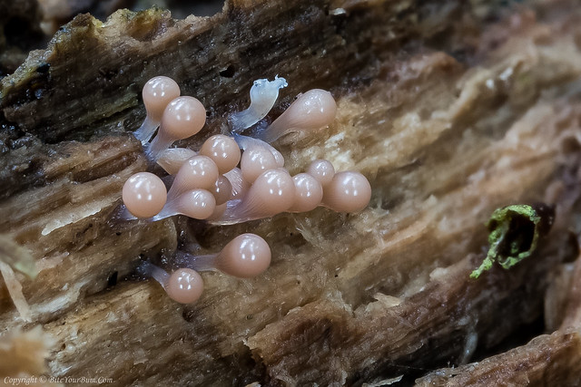 ? Arcyria sp. Slime Mould