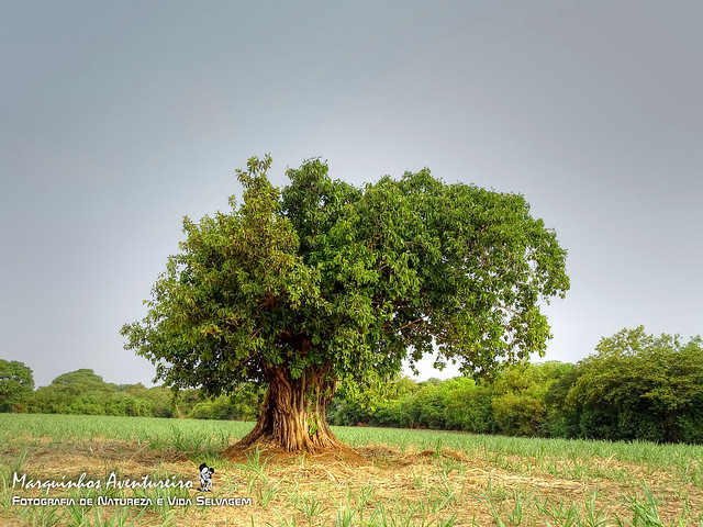 Figueira (Ficus) - Arvore (tree) Ents