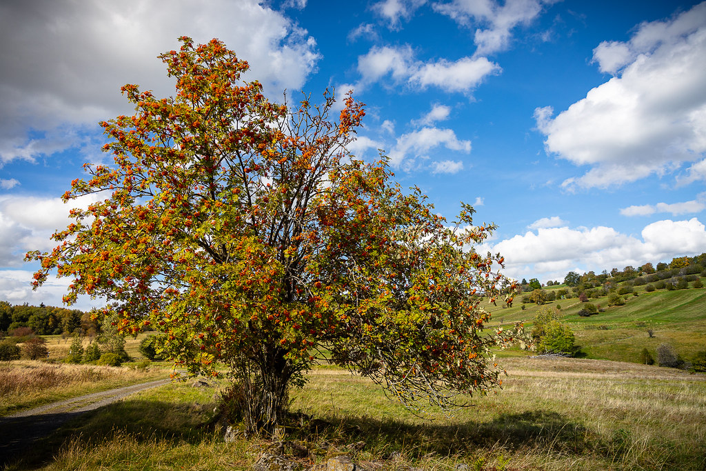 Eberesche / Vogelbeere (Sorbus aucuparia) | Ab August verzie… | Flickr