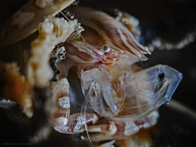 Haig`s Porcelain Crab (Porcellanella haigae) 4