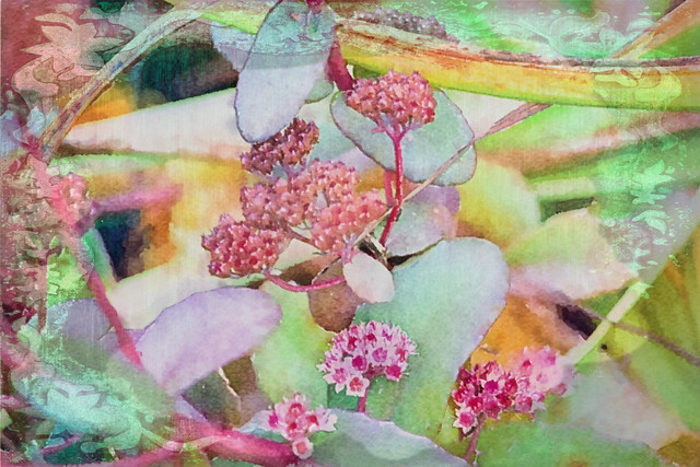 Autumn Sedum Painting