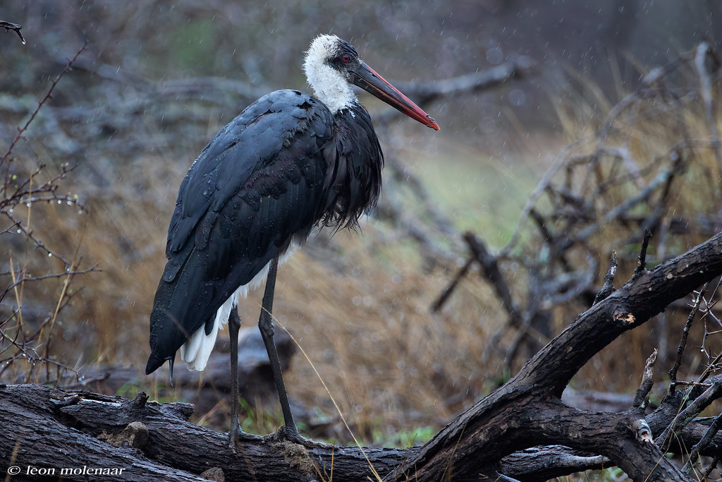 Wet Woolly-necked Stork