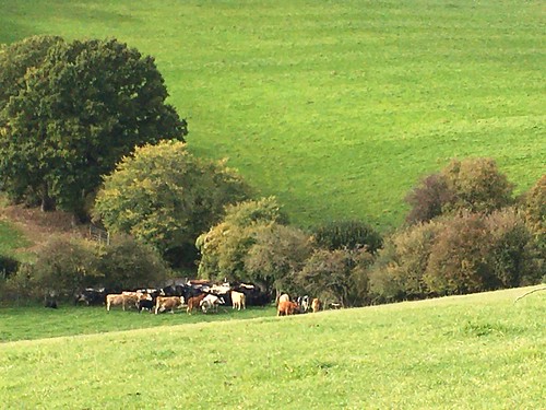 Past the cows Princes Risborough to Great Missenden