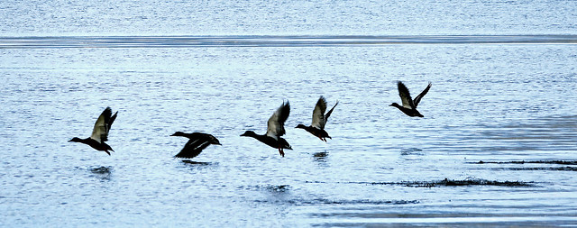 Wing escape from my shoreline in the Osterfjord