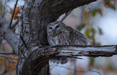 Northern Saw-whet Owl