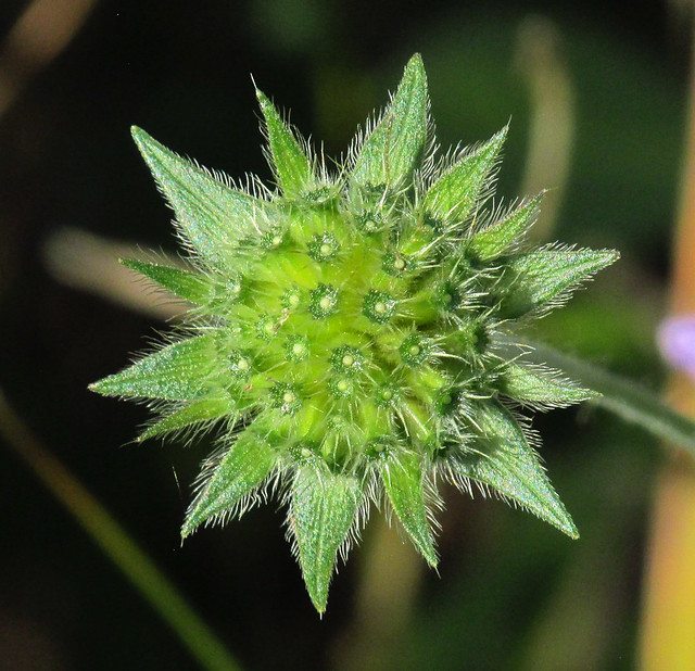 Field Scabious - Seed Head (Knautia arvensis) 2020-10-14. Parc Slip, Aberkenfig, South Wales