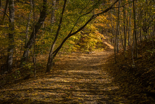 fall autumn leaves trees topw torontophotowalks torontophotowalk smallgroup sherbournetothedon photowalk photowalks path pathway milkmanslane toronto ontario canada jsp2020101743 dscf9293