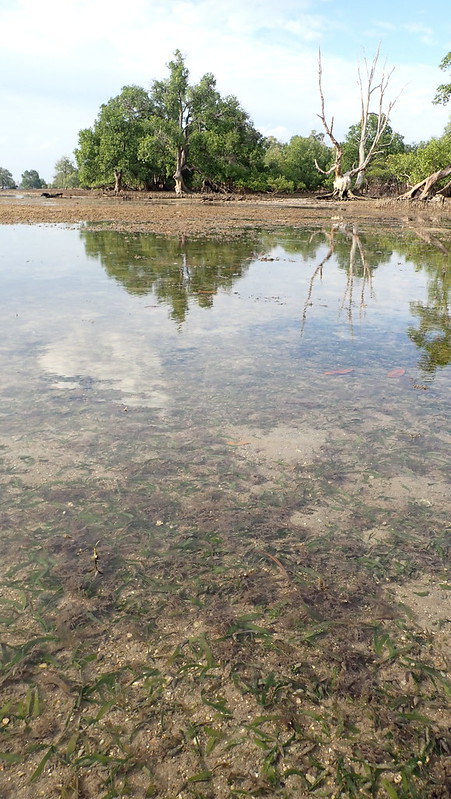 Seagrasses at Pulau Semakau (South), Oct 2020