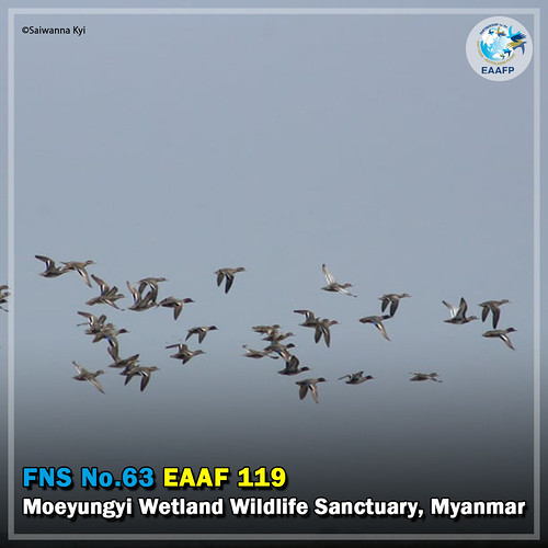 EAAF119 (Moeyungyi Wetland Wildlife Sanctuary) Card News