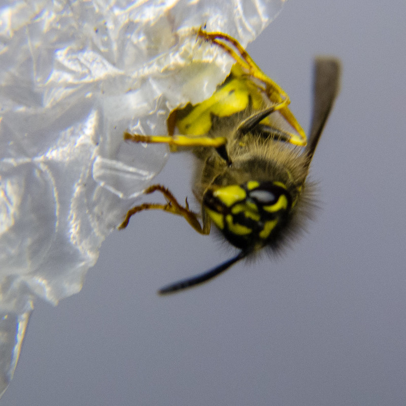 Wasp on bubble wrap