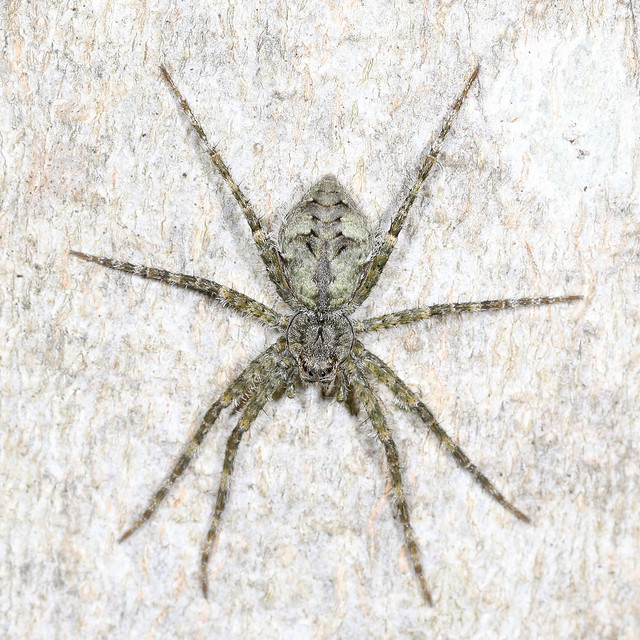 073/366 White-banded Fishing Spider - Dolomedes albineus, Meadowood SRMA, Mason Neck, Virginia